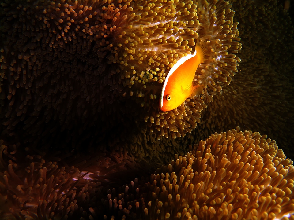 Sea underwater tropical
