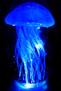 blue jellyfish photo