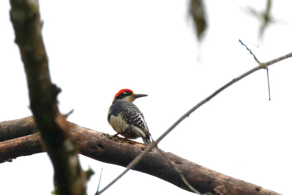 Black-cheecked Woodpecker, Melanerpes pucherani - 260A2654