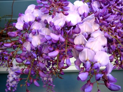 wisteria closeup 2