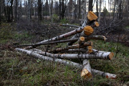 Pile of small birch logs on a calm gray autumn day