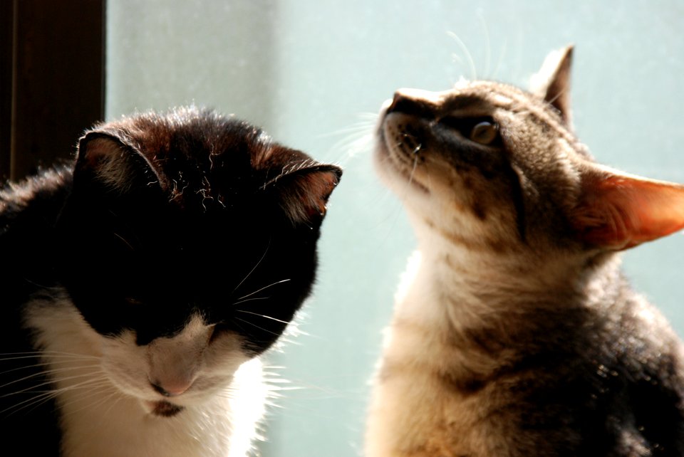 Sweetleaf and Leon