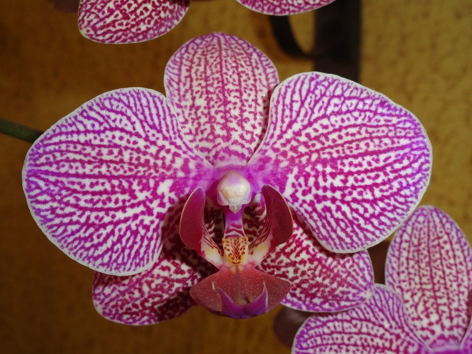 Flowers orchid garden