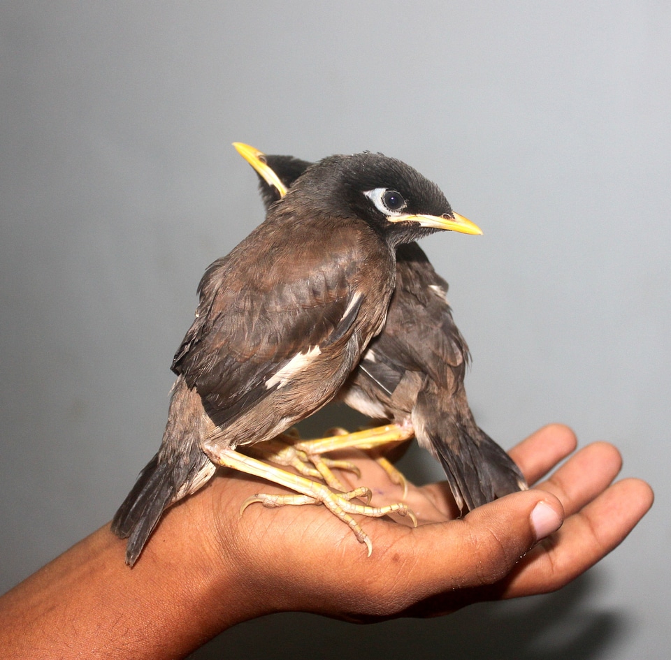 Wildlife myna nature photo