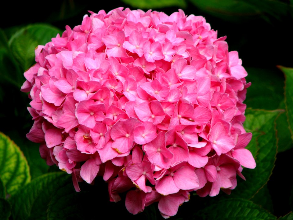 pink hydrangea