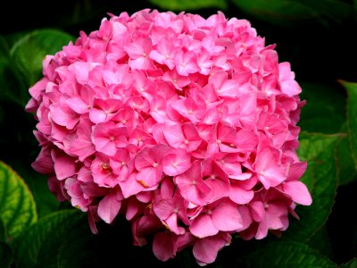 pink hydrangea photo