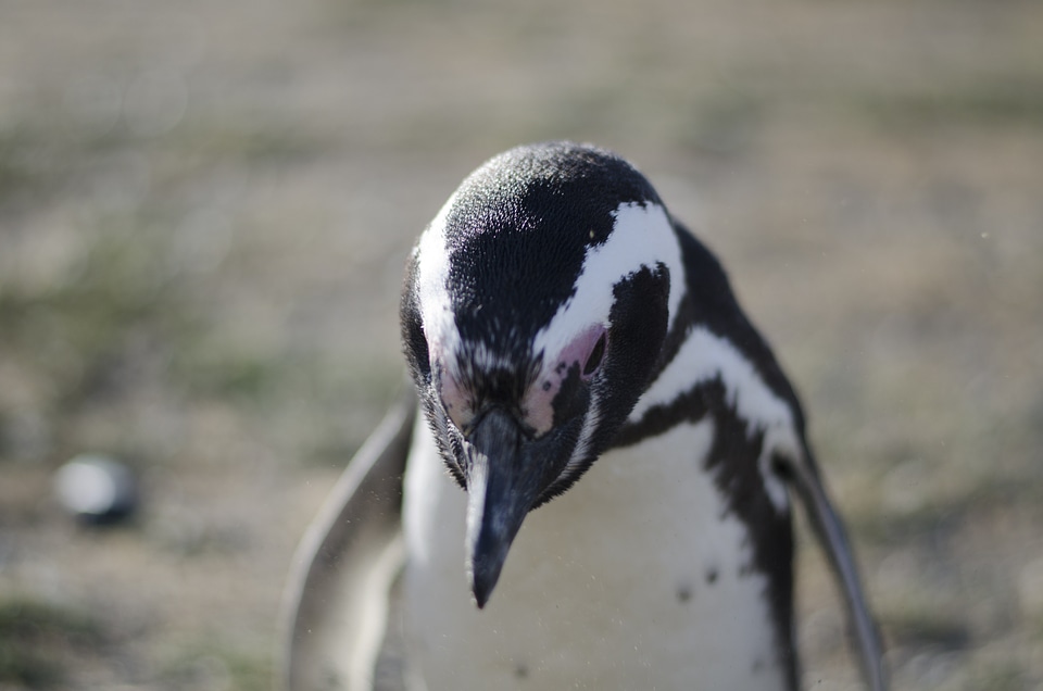 Animals antarctica patagonia