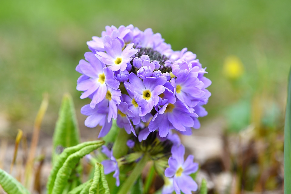 Flowers flower plant