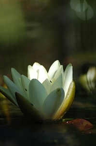 Lotus flower blossom photo