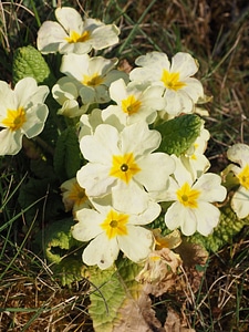 Bloom bright yellow pastel