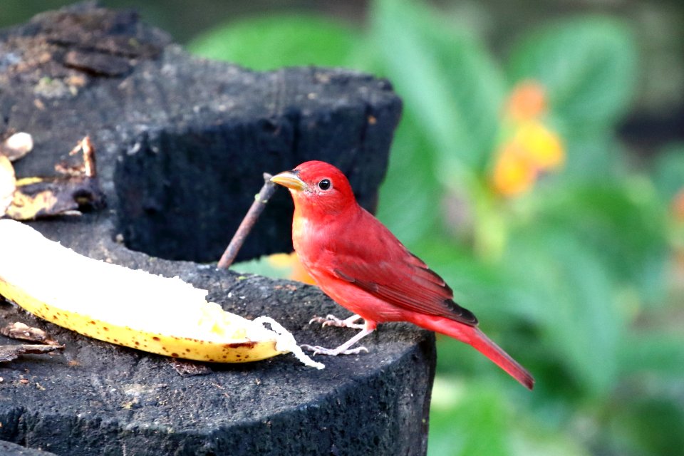 Summer-Tanager 260A4817