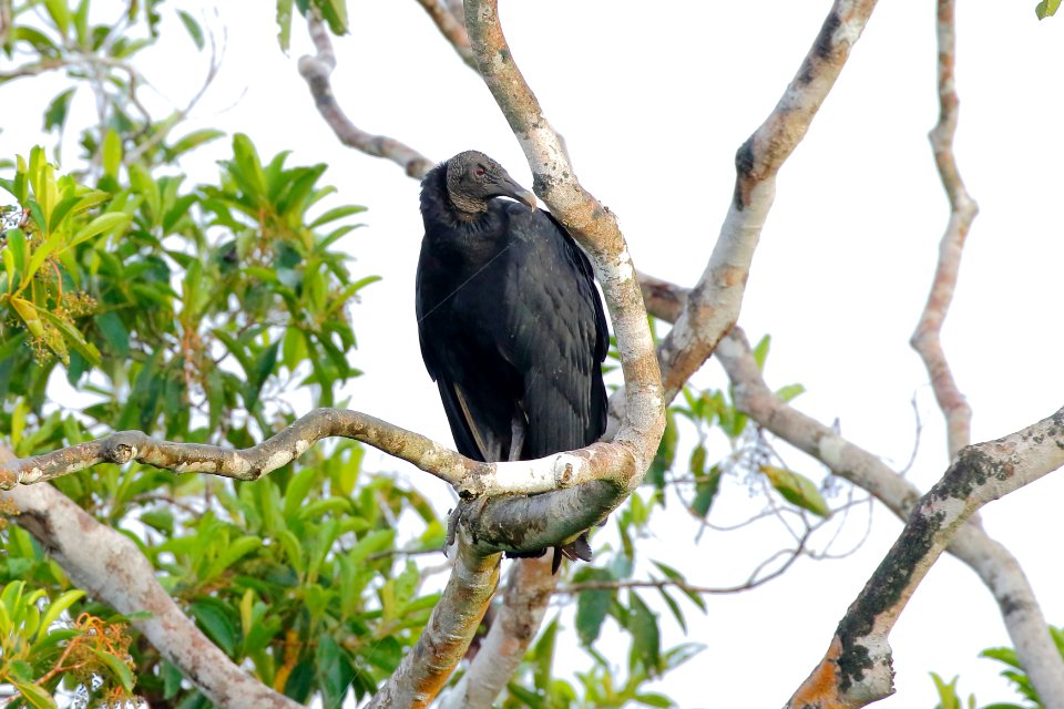 Black Vulture (Coragyps atratus) - 1179