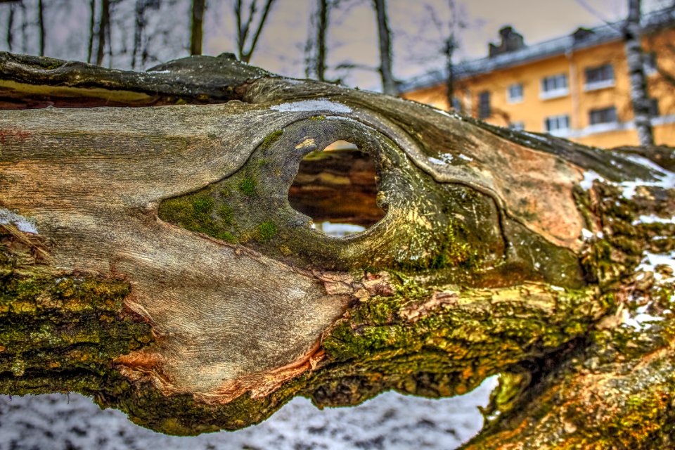 Crocodiles in the city)))