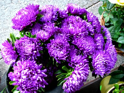 purple chrysanthemums