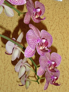 Flowers orchid garden photo