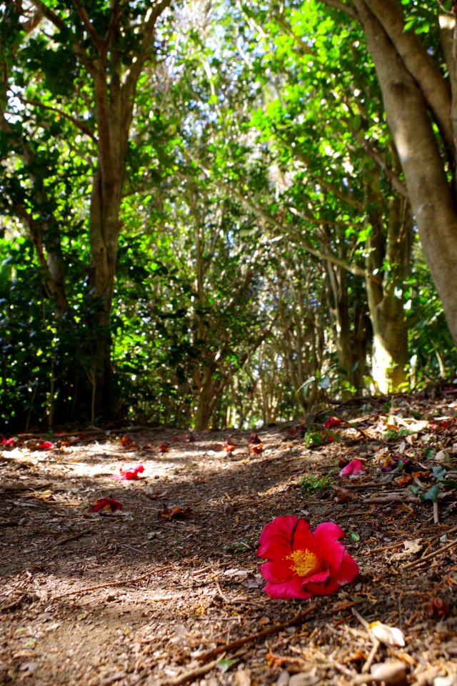 Camellia of the mountain trail