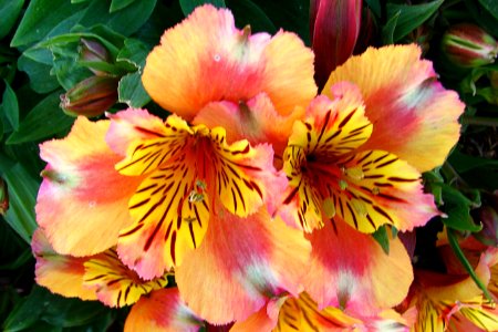 salmon-and-yellow flowers