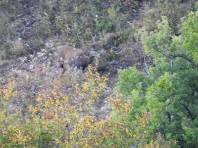 Brame du Cerf    .JPG
