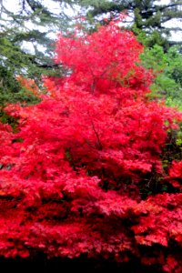 red maple tree photo