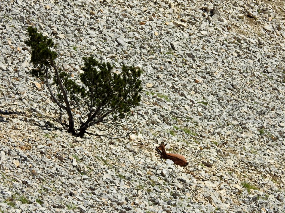 Chamois  qui rumine