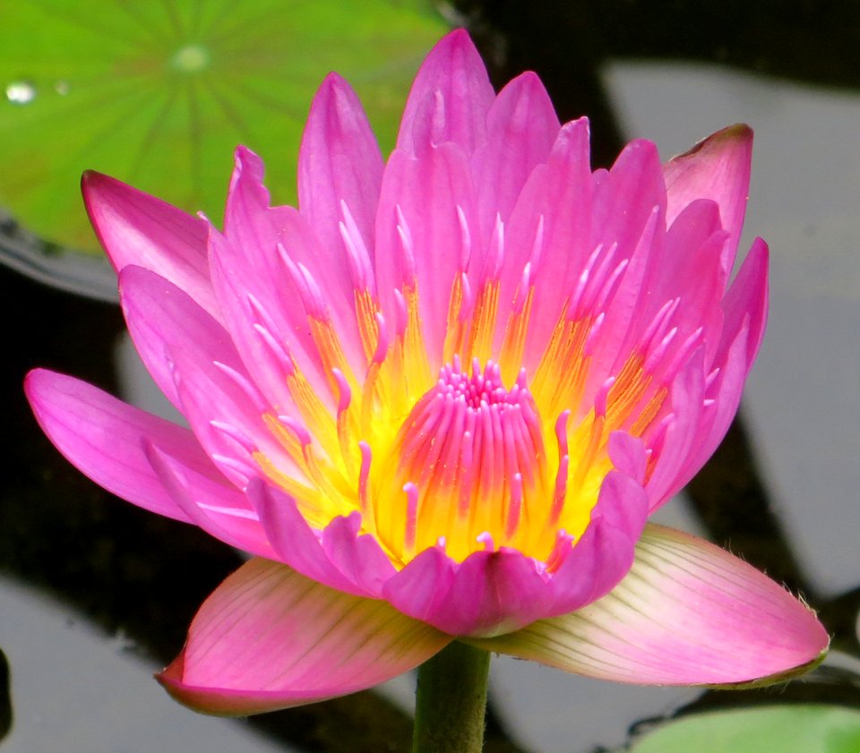 pink waterlily
