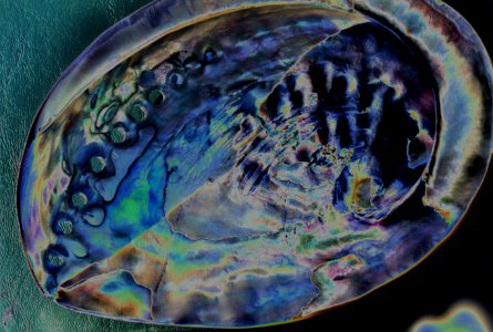 abalone shell, color solarized photo