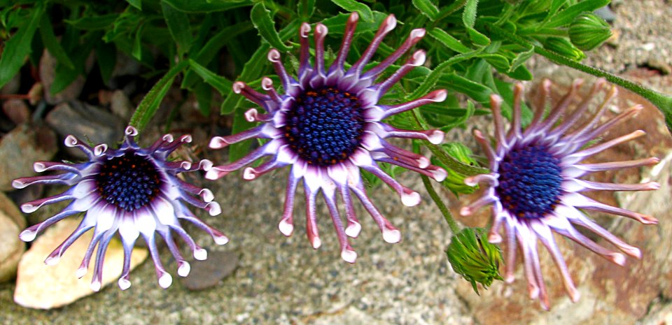 purple-and-white flower 3 photo