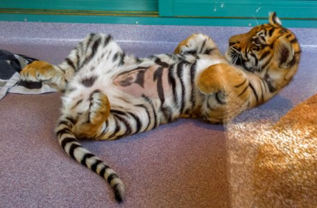 Dreamworld Tiger cub photo