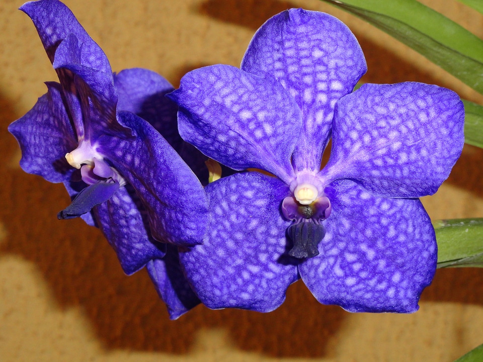 Garden flowers violet