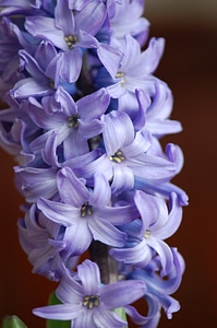 Hyacinth spring purple photo