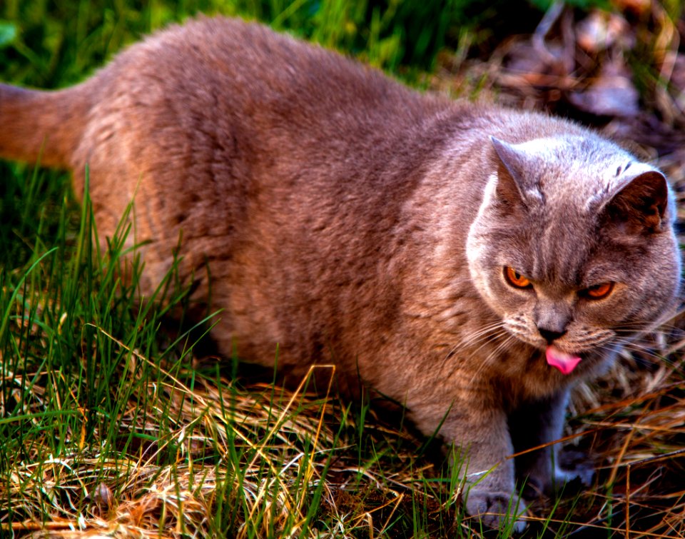 Domestic cat (British shorthair), outdoor, grass
