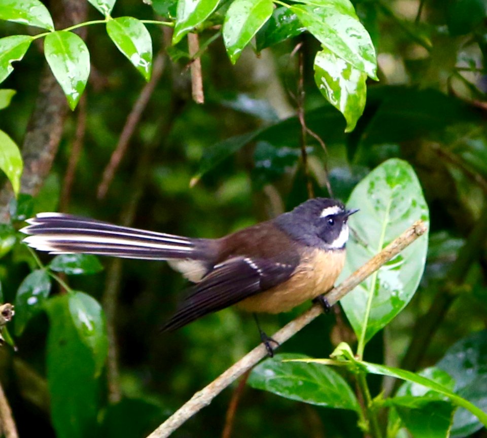 The Delicate and delightful Fantail photo