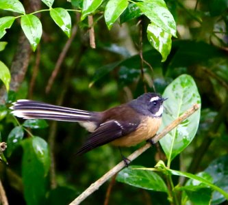 The Delicate and delightful Fantail photo