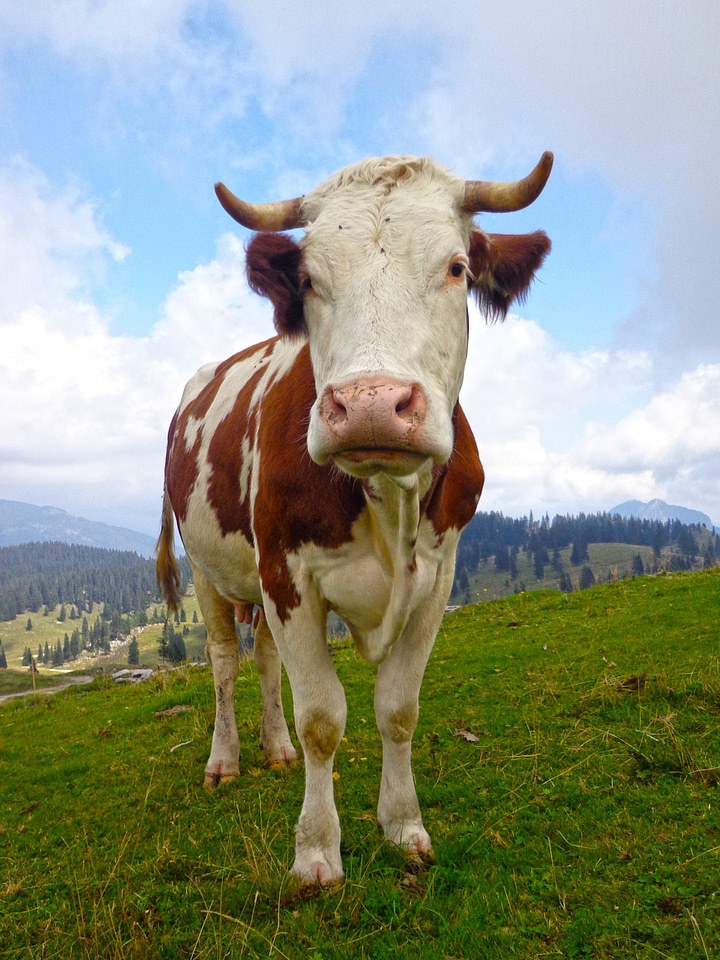 Nature mountain pasture