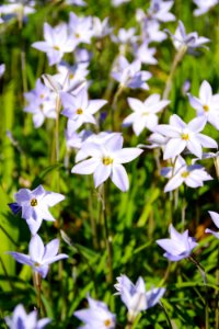 Spring star
