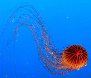 jellyfish 1 photo