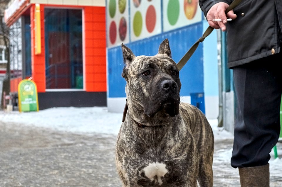 The man with the dog