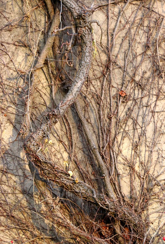bare vines on wall 2