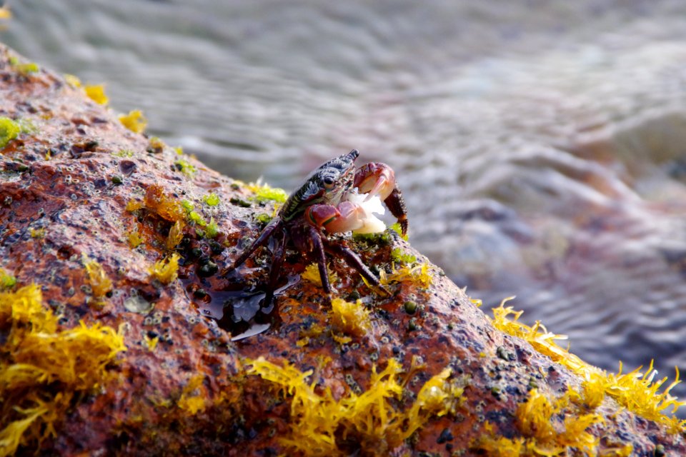 crab on a rock of shore