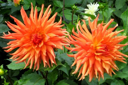 orange cactus dahlias