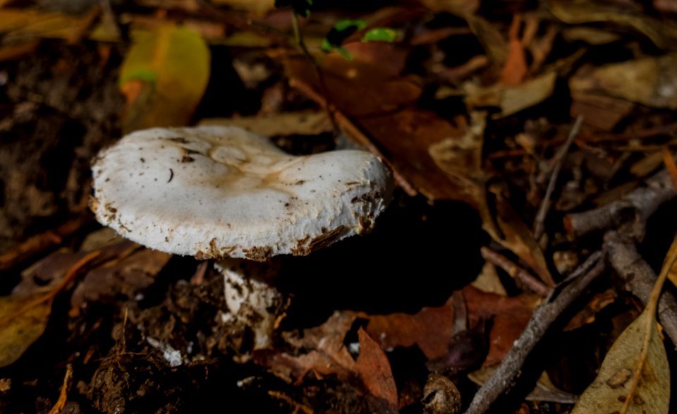 Mushroom