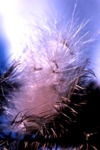 dandelion fluff against blue