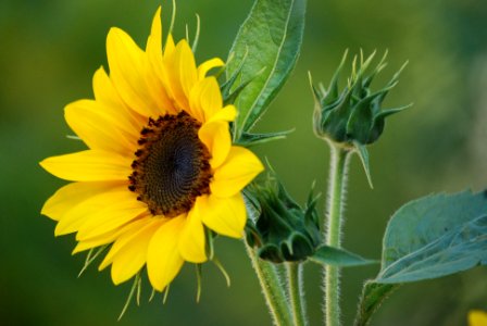 Sunflower