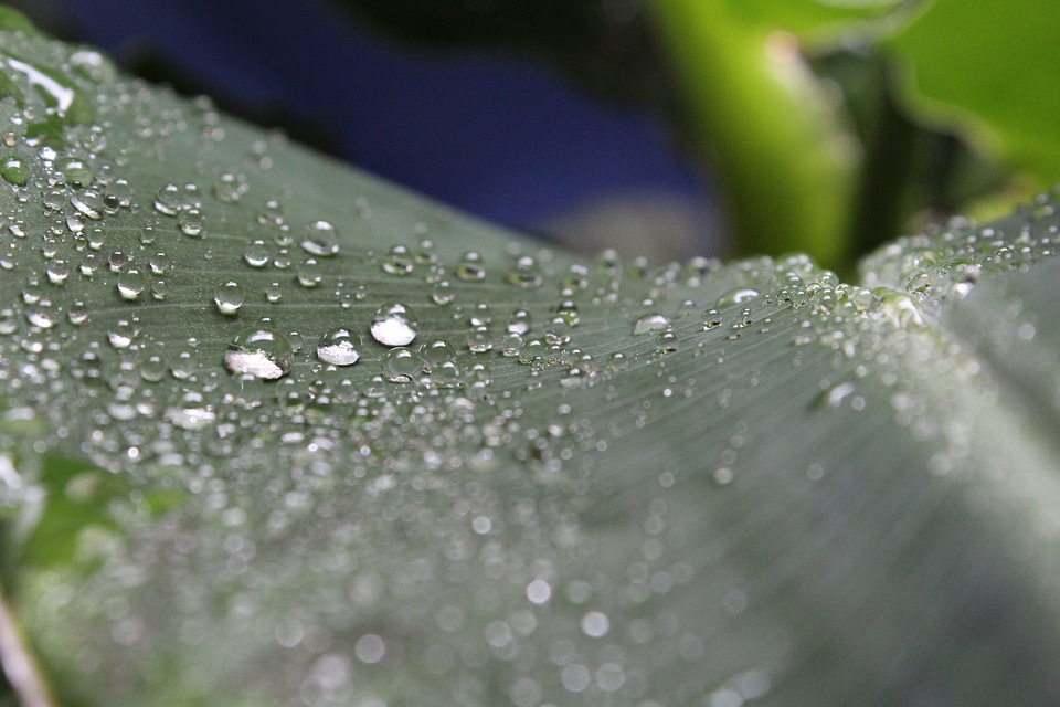 Plant drop of water macro
