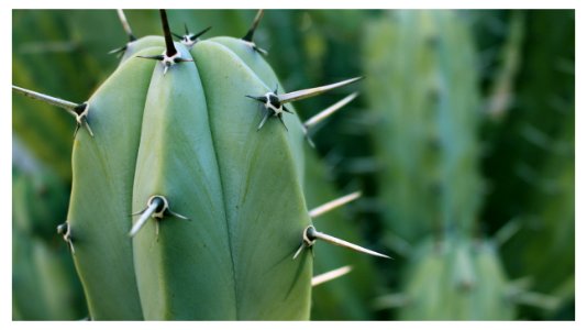CACTUS FRAMED