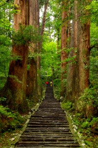 Mt. Haguro Stone Stairway and Japanese Cedar-lined Path