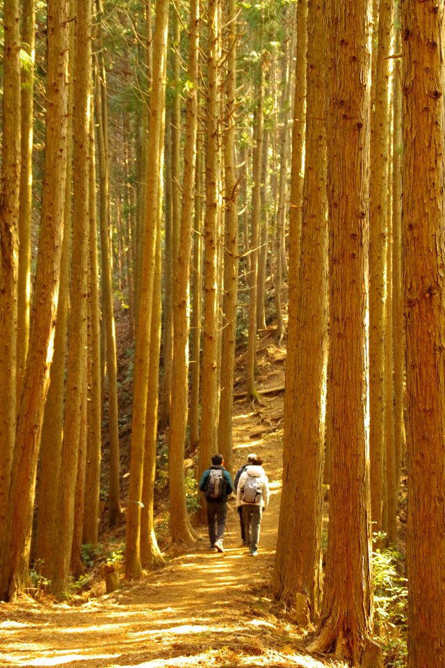 trail of cedars