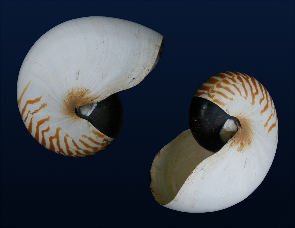 Spiral white nautical