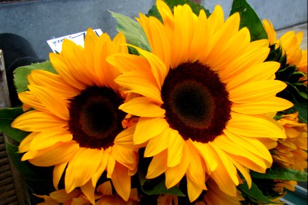 sunflowers 2 photo