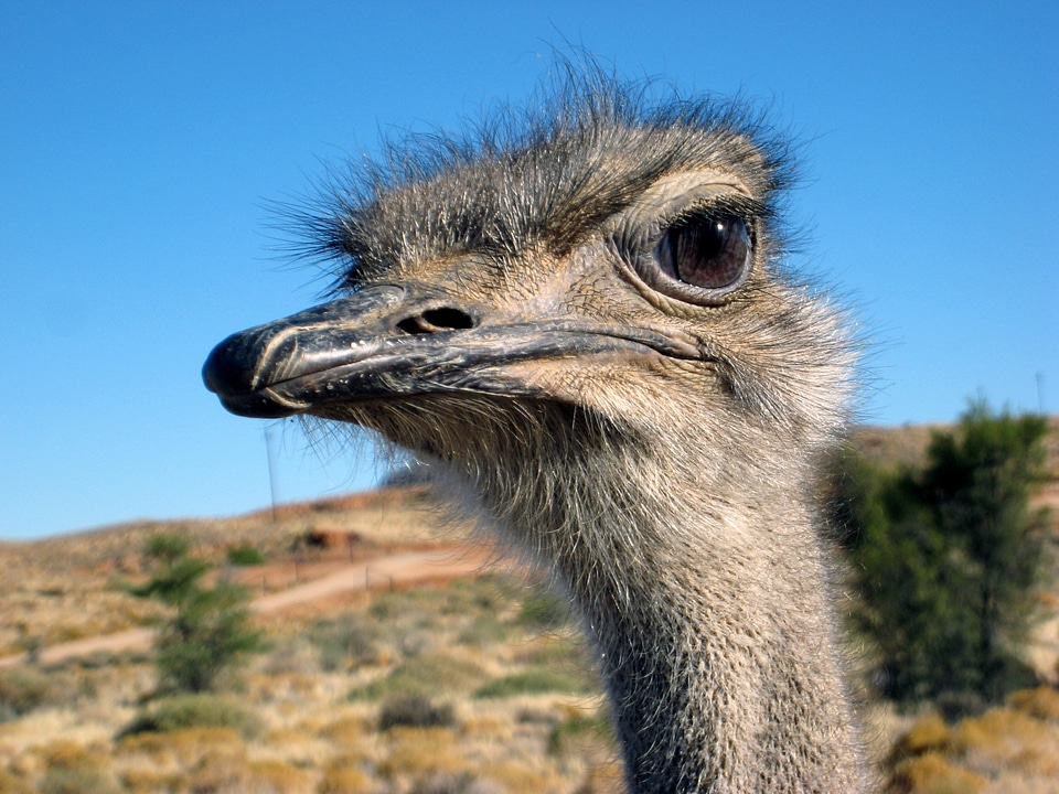 Head africa namibia